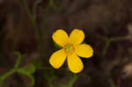 Tufted yellow woodsorrel